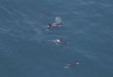 4 killer whales spotted south of Nantucket, orca seen swimming near dolphins off Provincetown